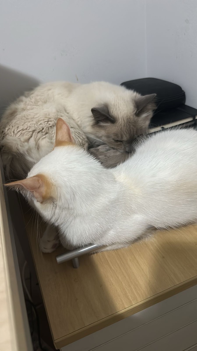 Dudu e Branquinho juntos